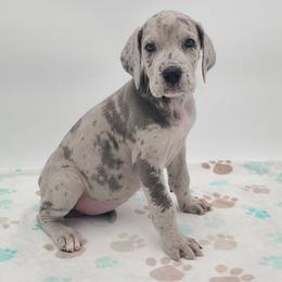 Echo Blue Merle - Merle female Great Dane puppy in Kannapolis, North Carolina from Carolina Great Danes & Toy Poodles