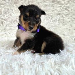 Purple Collar Tri-Color Female - Black white and tan female Collie puppy in Gleason, Tennessee from Liberty Collies