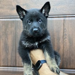German Shepherd Puppies from Cave Canem German Shepherds