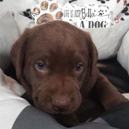 Dillion - Chocolate male Labrador Retriever puppy in Madras, Oregon from GT Labradors