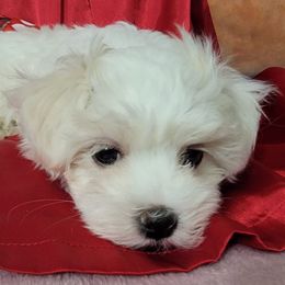 Maltese Puppies from Norma T.'s Maltese