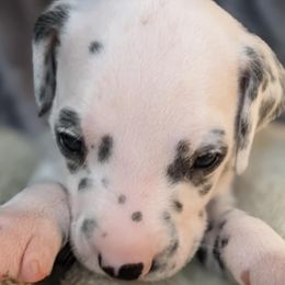 Girl 1 - White and black female Dalmatian puppy in Maryville, Tennessee from Coachside Dalmatians