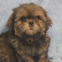 Shih Tzu Puppies from Autumn Breeze Shih Tzus and Friends