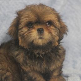 Shih Tzu Puppies from Autumn Breeze Shih Tzus and Friends