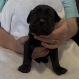 Boy 1 - Black male Cane Corso puppy in Dayton, Oregon from BlackStar Cane Corso
