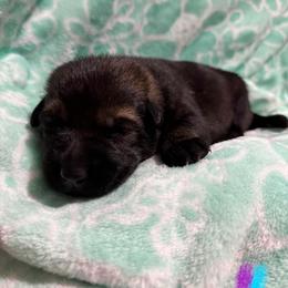 Laffy Taffy - Sable female German Shepherd puppy in Salem, Virginia from Vom Kylohaus German Shepherds