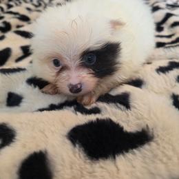 JJ - White male Pomeranian puppy in Chattanooga, Tennessee from Valley Poms