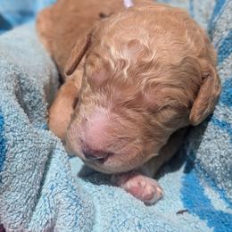 Pink Collar - Apricot female Goldendoodle puppy in Olympia, Washington from Sinclairdoodles