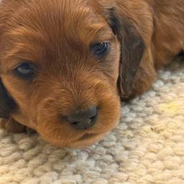 Nala - Red female Dachshund puppy in Hardy, Arkansas from Tracy's Dachshunds