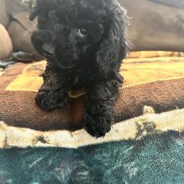 Davidson - Black male Poodle puppy in Mountain Grove, Missouri from Davisfurbabies