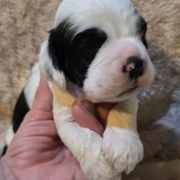 Sergeant - Black white and tan male Cocker Spaniel puppy in Florence, South Carolina from Reddick's American Cocker Spaniels