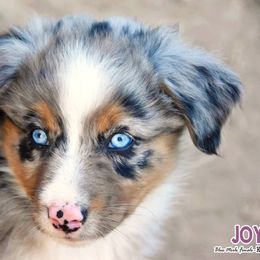 Australian Shepherd Puppies from Mott Ranch - Blazin' Sun Aussies