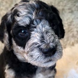 Spumoni - Merle Goldendoodle puppy in Sacramento, California from M&M G-Doods