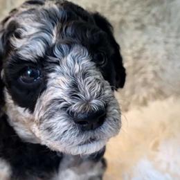 Spumoni - Merle Goldendoodle puppy in Sacramento, California from M&M G-Doods
