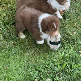 Australian Shepherd Puppies from Gold Hill Aussies