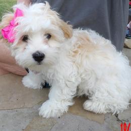 Duchess Eleanor of A Royal Havanese Court  Nell - White female Havanese puppy in North Richland Hills, Texas from A Royal Havanese Court