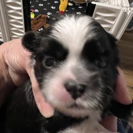 Cooper - Royal blue collar - Black and white male Shih Tzu puppy in Mays Landing, New Jersey from Fancy Paws Shorkies & Shih Tzus
