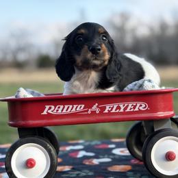 Black and Tan Piebald - Onyx Boy - Piebald male Dachshund puppy in Knoxville, Tennessee from Over The Moon Minis