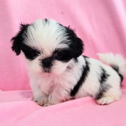 Truffle - Shih Tzu puppy from Bows and Bot Ties