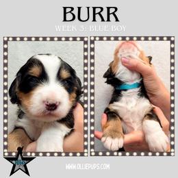 Burr (Blue collar) - Tri-color male Bernedoodle puppy in Boiling Springs, South Carolina from OlliePups, LLC