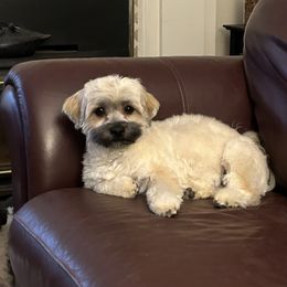 Phoebe - Havanese