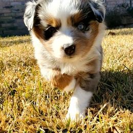 Miniature Australian Shepherd Puppies from CopperHead Aussies
