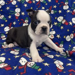Belle - Black brindle and white female Boston Terrier puppy in Fillmore, Illinois from Wind Hill Puppies
