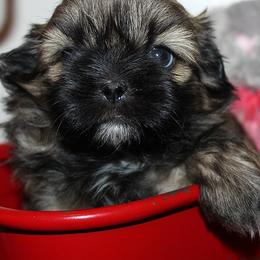 Girl 1 - Red female Shih Tzu puppy in Craig, Colorado from Rocky Mountain Shih Tzus and Dry Creek Miniature Dachshunds