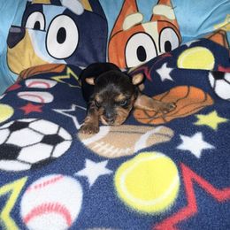 Boy 1 - Black and tan male Yorkshire Terrier puppy in Pomona, California from Lunio's Yorkies