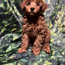 Poodle Puppies from Firebird Toy Poodles