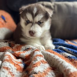 Pomsky and Siberian Husky Puppies from Osiris’s Siberians & Pomskies