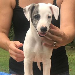 Whippet Puppies from Festiva Whippets