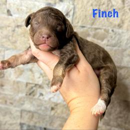 Finch - Brown male Bernedoodle puppy in Midland, Michigan from Northern Charm Farm
