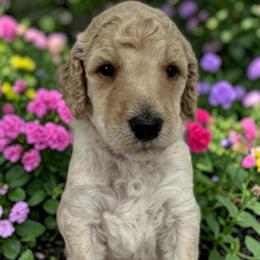 Obi-Wan - Cream male Poodle puppy in Prosperity, Pennsylvania from Stelladoodles & Company