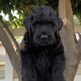 Black Russian Terriers from Black Beard Black Russian Terriers