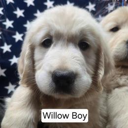 Willow Boy 4 - Light golden male Golden Retriever puppy in Niles, Michigan from Composer Goldens