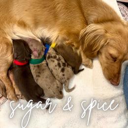 Blue collar - Dapple male Dachshund puppy in Cherry Valley, California from Sugar and Spice Dachshunds