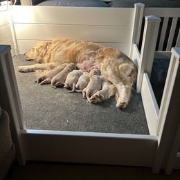 Golden Retriever Puppies from Tupelo Honey Farm's Golden Retrievers