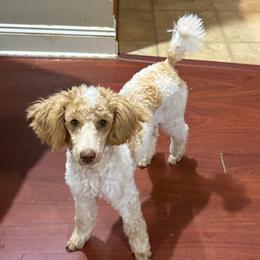 Belle - Apricot female Poodle puppy in Huntsville, Alabama from Flint River Poodles