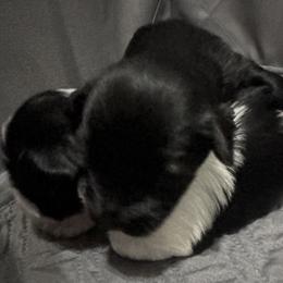 Miniature Schnauzers from Dara's Miniature Schnauzers