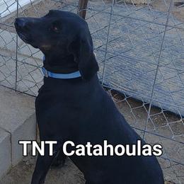 Girl 2 - female Catahoula Leopard Dog puppy in Pavillion, Wyoming from TNT Catahoulas