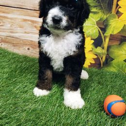 Bernedoodle Puppies from Rose River Farms