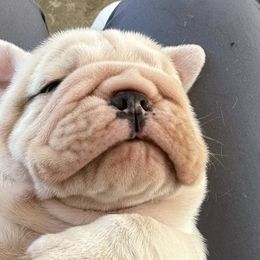 Bulldogs from Thornburg's Bulldogs