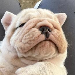 Bulldogs from Thornburg's Bulldogs