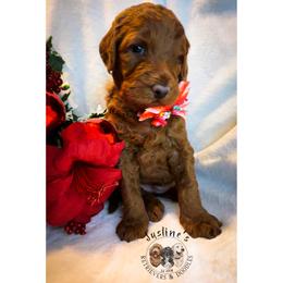 Goldendoodle and Poodle Puppies from Justine’s Retrievers and Doodles