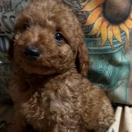 Benny - Apricot male Goldendoodle puppy in Centralia, Missouri from Oodles Of Doodles Mo.