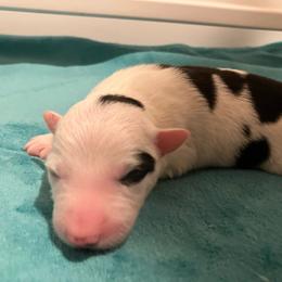 Buckley - Black and white male Border Collie puppy in Holden, Missouri from Spotted Feather Farm