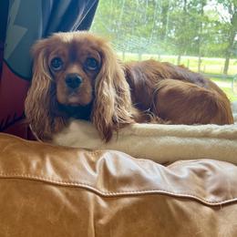 Lucky - Cavalier King Charles Spaniel