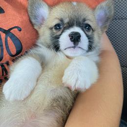 Pembroke Welsh Corgi Puppies from Circle D Corgis