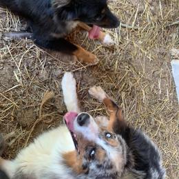 Aussiedoodle, Australian Shepherd, and Catahoula Leopard Dog All Grown Up from C&S Kennels